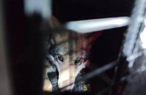 Senado exige frenar el impacto de la nueva política estadounidense sobre el lobo mexicano