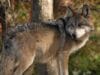 Durango albergará nueva pareja de lobo mexicano en El Tecuán para frenar su extinción