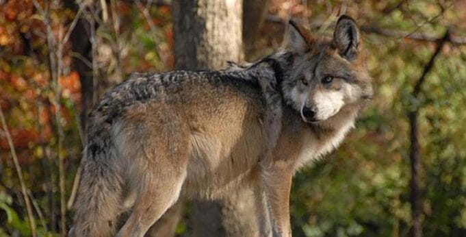Lobo mexicano